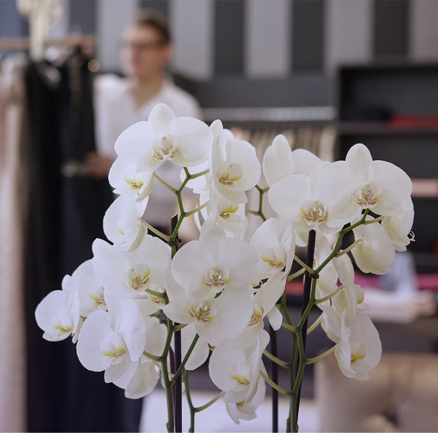Schöne, weiße Orchideen in der Boutique